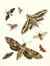 Dr. Sulzer’s Short History of Insects, Pl. 19