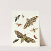 Dr. Sulzer&#039;s Short History of Insects, Pl. 19 by Johann Heinrich Sulzer