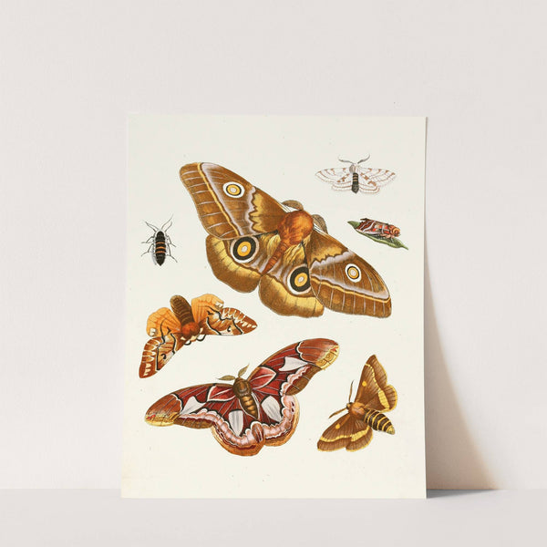 Dr. Sulzer&#039;s Short History of Insects, Pl. 20 by Johann Heinrich Sulzer