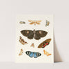 Dr. Sulzer&#039;s Short History of Insects, Pl. 21 by Johann Heinrich Sulzer