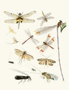 Dr. Sulzer’s Short History of Insects, Pl. 23