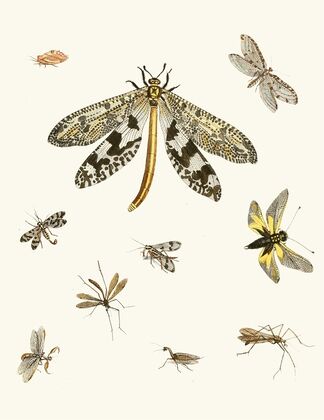 Dr. Sulzer’s Short History of Insects, Pl. 24