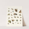 Dr. Sulzer&#039;s Short History of Insects, Pl. 26 by Johann Heinrich Sulzer