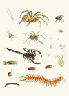 Dr. Sulzer’s Short History of Insects, Pl. 29