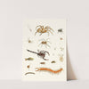 Dr. Sulzer&#039;s Short History of Insects, Pl. 29 by Johann Heinrich Sulzer
