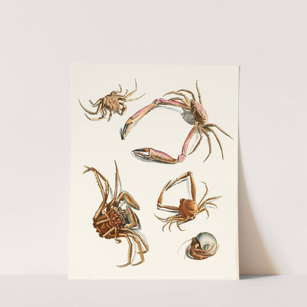 Dr. Sulzer&#039;s Short History of Insects, Pl. 30 by Johann Heinrich Sulzer