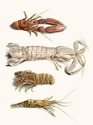 Dr. Sulzer’s Short History of Insects, Pl. 31