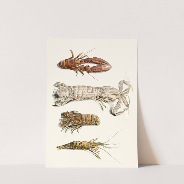 Dr. Sulzer&#039;s Short History of Insects, Pl. 31 by Johann Heinrich Sulzer