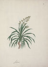 Dracaena steudneri Engl. (Dragon Tree) 2