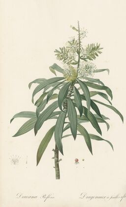 Dracoena reflexa (1802-1816)
