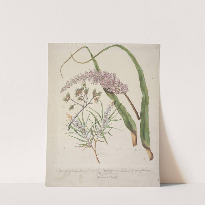 Dracophyllum latifolium Neinei; Dracophyllum strictum; Dracophyllum uniflorum;Turpentine scrub by Sarah Featon