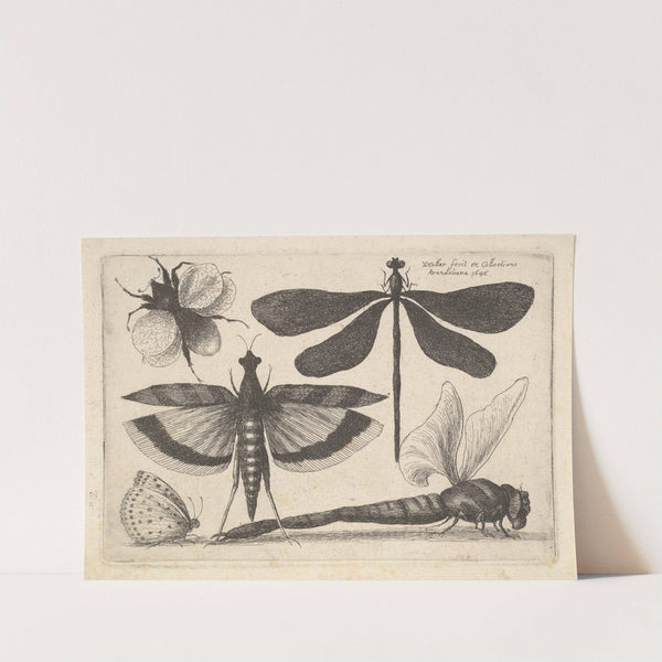 Dragonflies and a bumble bee (1646) by Wenceslaus Hollar