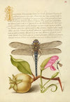 Dragonfly, Pear, Carnation, and Insect (1561–1596)