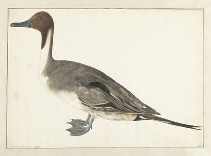 Drake Pintail