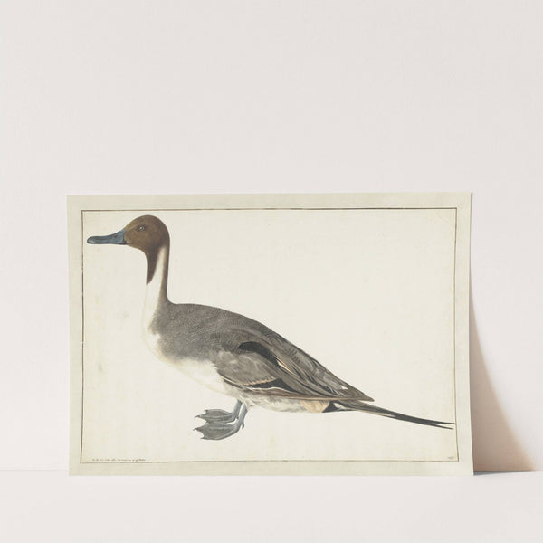 Drake Pintail (1682) by Rochus van Veen
