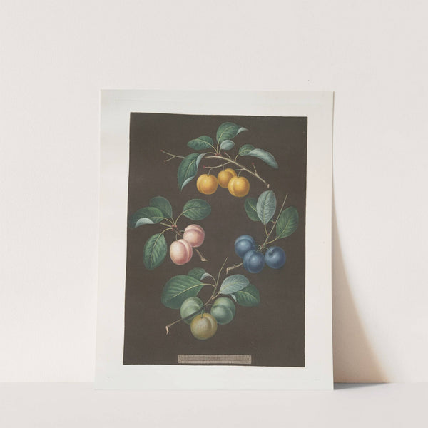 Drap d’Or, or Cloth of Gold, White gage, Blue gage and Green gage plums. (1812) by George Brookshaw