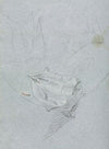 Drapery study