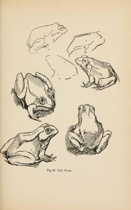 Drawing for beginners Pl.18