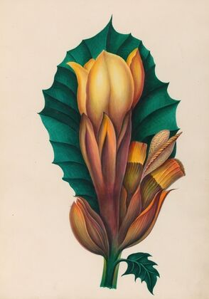 Drawings of tropical flowers and fruits, from South America Pl.02 (1830)