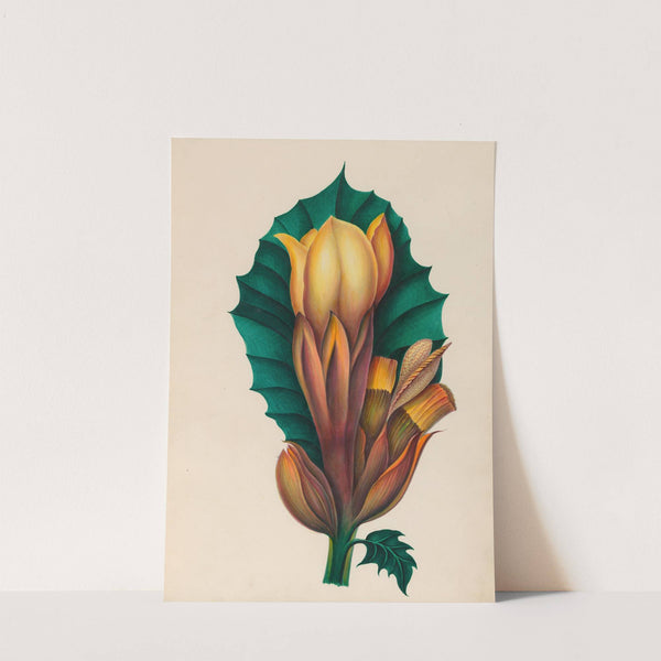 Drawings of tropical flowers and fruits, from South America Pl.02 (1830) by Charles Empson