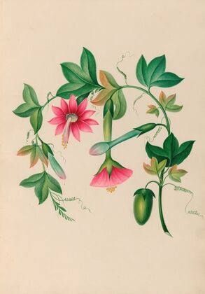Drawings of tropical flowers and fruits, from South America Pl.03 (1830) — size preview