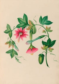 Drawings of tropical flowers and fruits, from South America Pl.03 (1830)