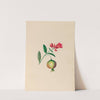 Drawings of tropical flowers and fruits, from South America Pl.08 (1830) by Charles Empson