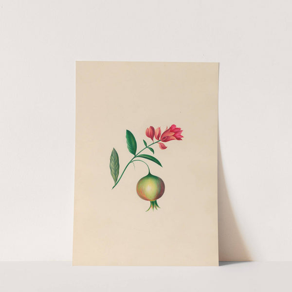Drawings of tropical flowers and fruits, from South America Pl.08 (1830) by Charles Empson