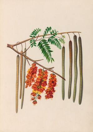 Drawings of tropical flowers and fruits, from South America Pl.11 (1830)