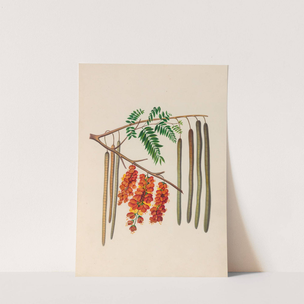 Drawings of tropical flowers and fruits, from South America Pl.11 (1830) by Charles Empson