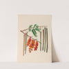 Drawings of tropical flowers and fruits, from South America Pl.11 (1830) by Charles Empson