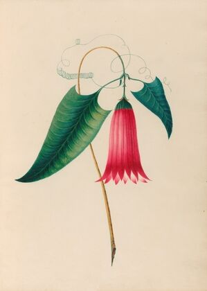 Drawings of tropical flowers and fruits, from South America Pl.12 (1830) — size preview