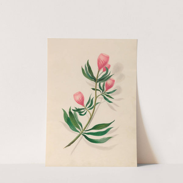 Drawings of tropical flowers and fruits, from South America Pl.14 (1830) by Charles Empson