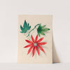 Drawings of tropical flowers and fruits, from South America Pl.16 (1830) by Charles Empson