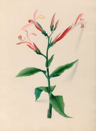 Drawings of tropical flowers and fruits, from South America Pl.17 (1830) — size preview