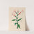 Drawings of tropical flowers and fruits, from South America Pl.17 (1830) by Charles Empson