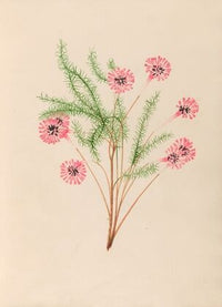 Drawings of tropical flowers and fruits, from South America Pl.21 (1830)