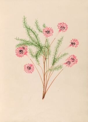 Drawings of tropical flowers and fruits, from South America Pl.21 (1830)
