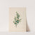 Drawings of tropical flowers and fruits, from South America Pl.23 (1830) by Charles Empson