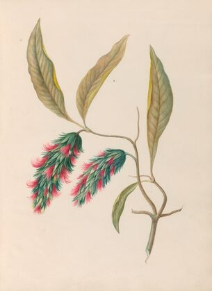 Drawings of tropical flowers and fruits, from South America Pl.24 (1830) — size preview