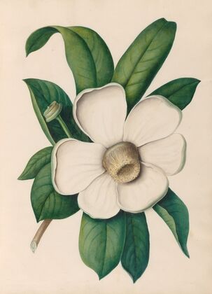 Drawings of tropical flowers and fruits, from South America Pl.25 (1830) — size preview