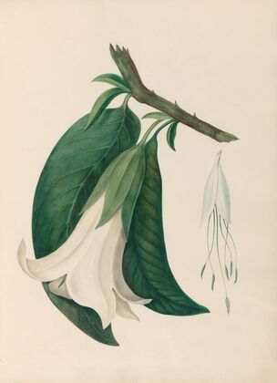 Drawings of tropical flowers and fruits, from South America Pl.26 (1830)