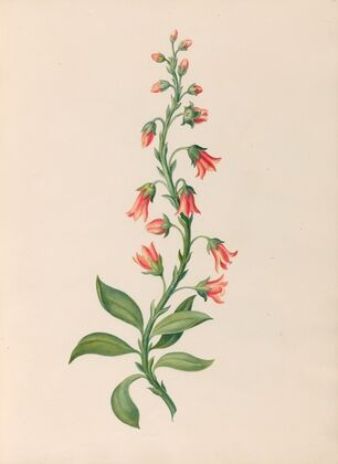 Drawings of tropical flowers and fruits, from South America Pl.28 (1830) — size preview