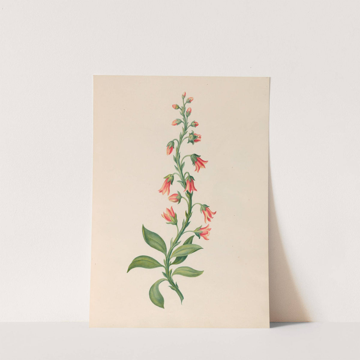 Drawings of tropical flowers and fruits, from South America Pl.28 (1830) by Charles Empson