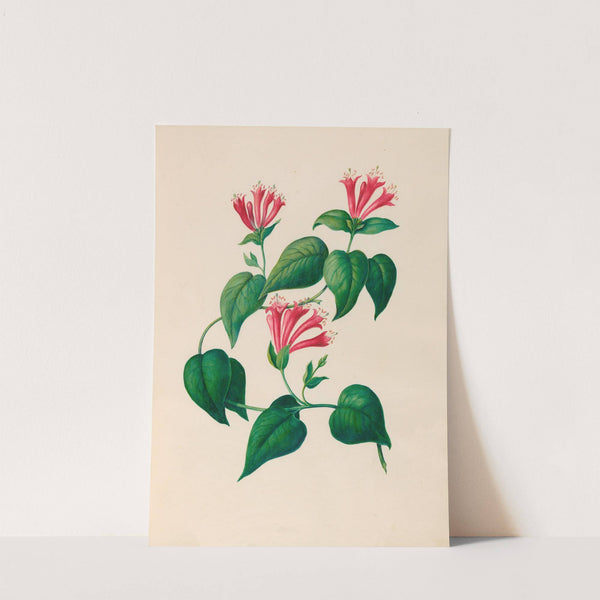 Drawings of tropical flowers and fruits, from South America Pl.32 (1830) by Charles Empson