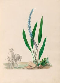 Drawings of tropical flowers and fruits, from South America Pl.33 (1830)