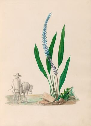 Drawings of tropical flowers and fruits, from South America Pl.33 (1830)