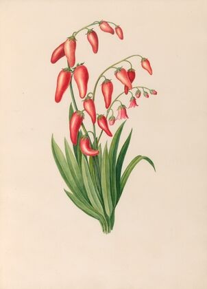 Drawings of tropical flowers and fruits, from South America Pl.39 (1830) — size preview