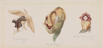 Drei verschiedene Orchideenblüten