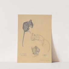Drie studies van een bosmuis (1916-09-26) by Bernard Willem Wierink